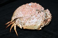 日本饅頭蟹藏品圖，第6張