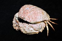 日本饅頭蟹藏品圖，第7張