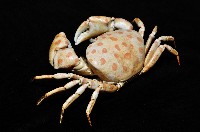 紅斑斗蟹藏品圖，第2張