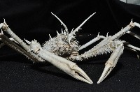 羚角密刺蟹藏品圖，第5張