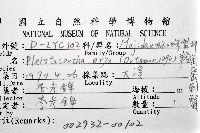 羚角密刺蟹藏品圖，第8張