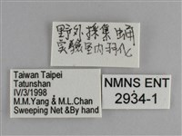 圓翅紫斑蝶藏品圖，第3張