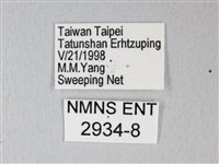 細邊琉灰蝶藏品圖，第3張