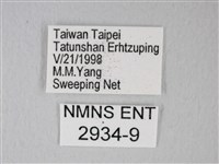 細邊琉灰蝶藏品圖，第3張