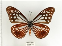 斯氏絹斑蝶藏品圖，第2張