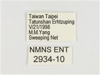 斯氏絹斑蝶藏品圖，第3張