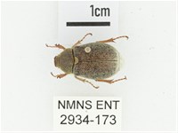 黃腹黑金龜藏品圖，第1張