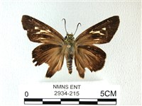 長翅弄蝶藏品圖，第1張