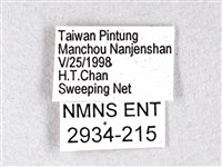 長翅弄蝶藏品圖，第3張