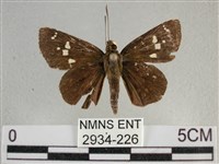 白斑弄蝶藏品圖，第1張