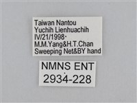 紫帶眉眼蝶藏品圖，第3張
