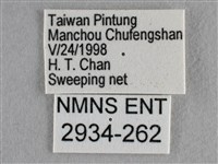 散紋盛蛺蝶藏品圖，第3張