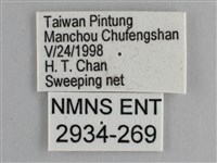 藍紋鋸眼蝶藏品圖，第3張