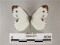 緣點白粉蝶藏品圖，第1張