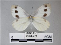 緣點白粉蝶藏品圖，第2張