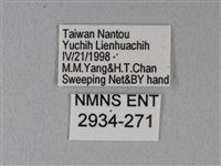 緣點白粉蝶藏品圖，第3張