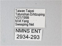 細邊琉灰蝶藏品圖，第3張