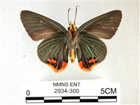 綠弄蝶藏品圖，第2張