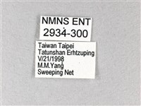 綠弄蝶藏品圖，第3張