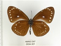 小紫斑蝶藏品圖，第2張