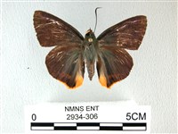 綠弄蝶藏品圖，第1張