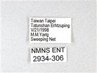 綠弄蝶藏品圖，第3張