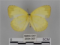 亮色黃蝶藏品圖，第2張