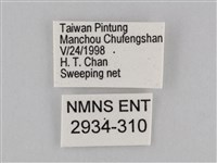 密紋波眼蝶藏品圖，第3張