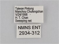 密紋波眼蝶藏品圖，第3張