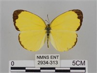 亮色黃蝶藏品圖，第1張