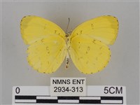 亮色黃蝶藏品圖，第2張