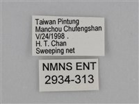 亮色黃蝶藏品圖，第3張