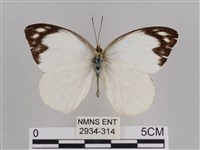 雲紋尖粉蝶藏品圖，第1張