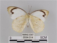 雲紋尖粉蝶藏品圖，第2張