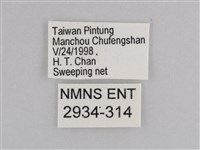 雲紋尖粉蝶藏品圖，第3張