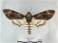 後黃人面天蛾藏品圖，第1張