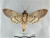 後黃人面天蛾藏品圖，第2張