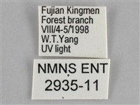 後黃人面天蛾藏品圖，第3張