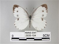 緣點白粉蝶藏品圖，第1張