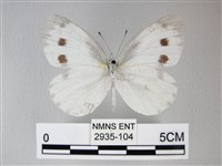 緣點白粉蝶藏品圖，第2張