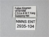 緣點白粉蝶藏品圖，第3張