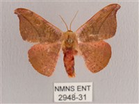 銀端帶鉤蛾藏品圖，第1張