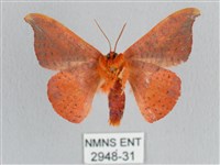 銀端帶鉤蛾藏品圖，第2張