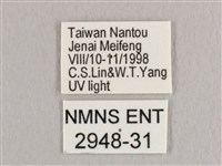 銀端帶鉤蛾藏品圖，第3張