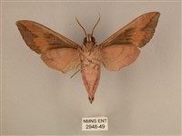 背中白天蛾藏品圖，第2張