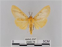 橙擬燈蛾藏品圖，第1張