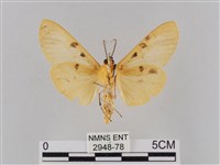 橙擬燈蛾藏品圖，第2張