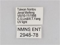 橙擬燈蛾藏品圖，第3張