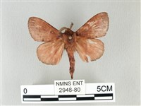 馬尾松枯葉蛾藏品圖，第1張