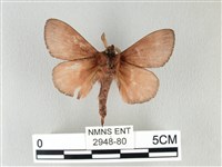 馬尾松枯葉蛾藏品圖，第2張